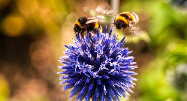 bees buzzing around purple flower for shepherds friendly green team update 2021