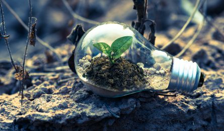 clear lightbulb with a leaf growing inside to represent savings