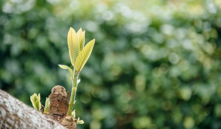 plant sprout showing shepherds friendly win silver in investors in environment award