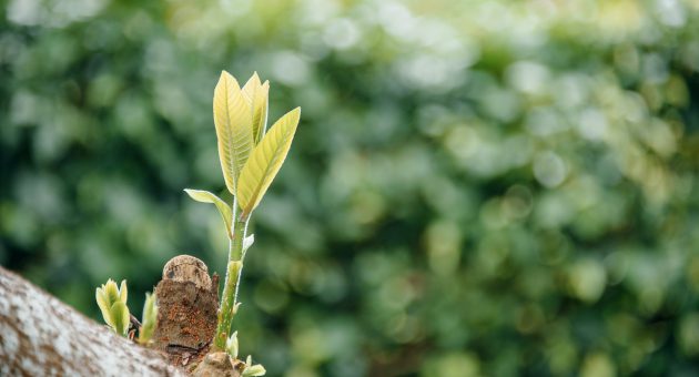 plant sprout showing shepherds friendly win silver in investors in environment award