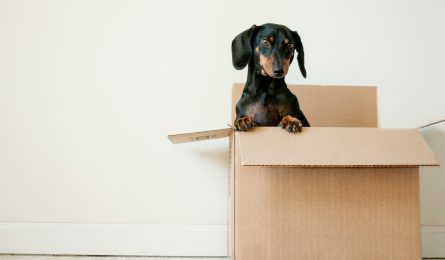 sausage dog in a box as homeowner unpacks first home